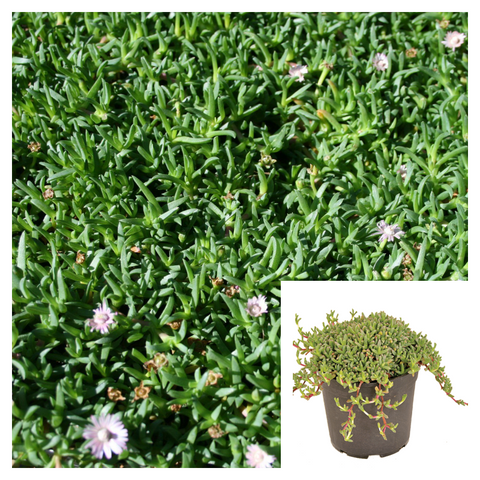 Ruschia Lineolata Nana 4Inches Plant Dwarf Carpet of Stars Live Plant Ground Cover Ht7