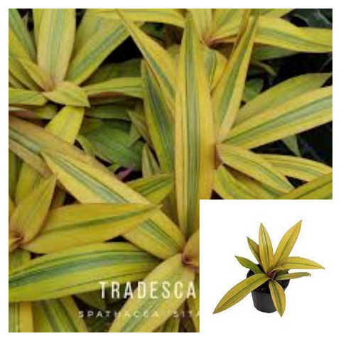 Rhoeo Golden 4Inches Pot Tradescantia Spathacea Golden Plant Boat Lily Live Plant Ht7
