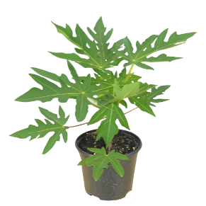 Papaya Fruit Tree Plant 4 Inches Pot Tropical Fruit Tree Exotic Carica Papaya Plant Pawpaw Live Plant ht7