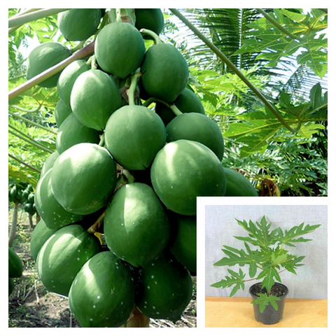 Papaya Fruit Tree Plant 4 Inches Pot Tropical Fruit Tree Exotic Carica Papaya Plant Pawpaw Live Plant ht7