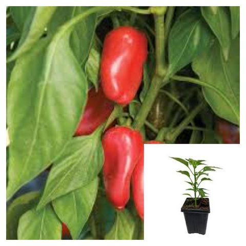 Pepper Mini Poivrons Doux 4Inches PotPlant Frying Pepper Plant Capsicum Annuum Aconcagua live plant Ht7