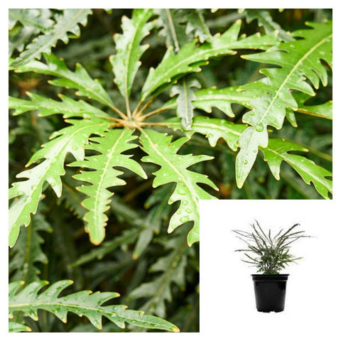 Aralia Ellegantissima 4Inches Plant False Aralia Plerandra Elegantissima Live Plant Ht7