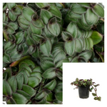 Tradescantia Hijau Baru 4Inches Plant Spiderwort Wandering Jew Live Plant Ht7