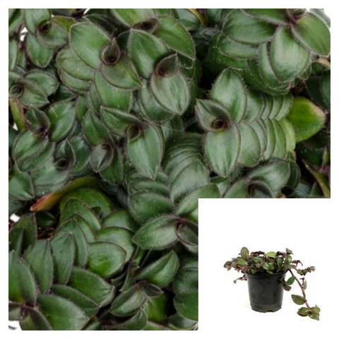 Tradescantia Hijau Baru 4Inches Plant Spiderwort Wandering Jew Live Plant Ht7