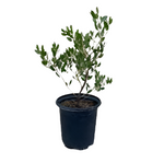 Arctostaphylos Den Howard Mc Minn 5Gallon Arctooward Mcminn Plant Howard Mcminn Manzanita Live Plant Gr7