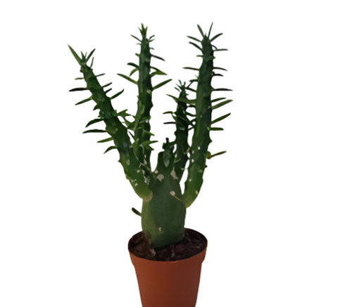 Eve's Pin 1 Galon Plant Eve's Needle Cactus Plant Long Spine Cactus Live Plant Best