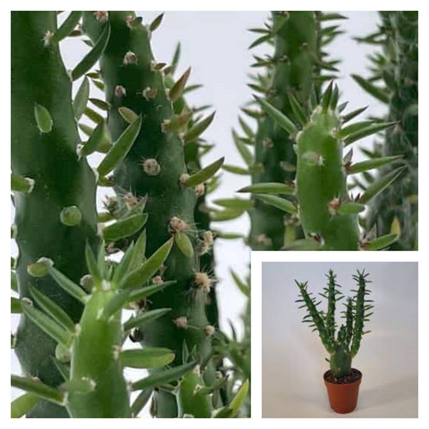 Eve's Pin 6inches Plant Eve's Needle Cactus Plant Long Spine Cactus Live Plant Ht7