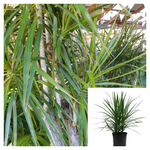 Dracaena Marginata Green 1 Gallon Ht7 Pot Plant Dragon Tree Madagascar Malaysian Foliage Live Plant Pr7