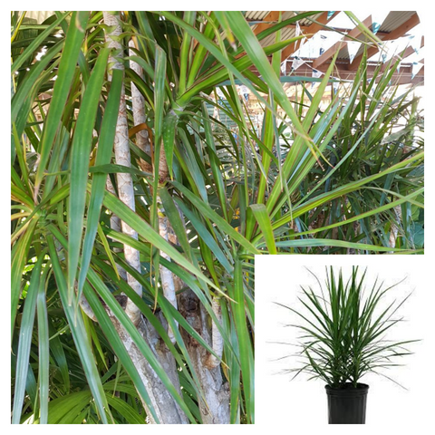 Dracaena Marginata Green 1Gallon Pot Plant Dragon Tree Madagascar Dragon Tree Malaysian Foliage Live Plant Ht7