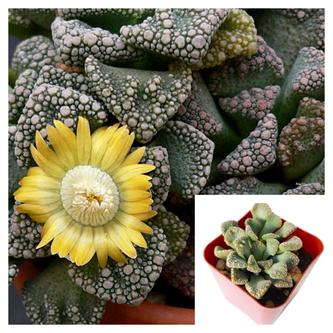 Titanopsis Calcarea 4inches Plant Concrete Leaf Living Stone Plant Carpet Leaf Live Plant Ht7