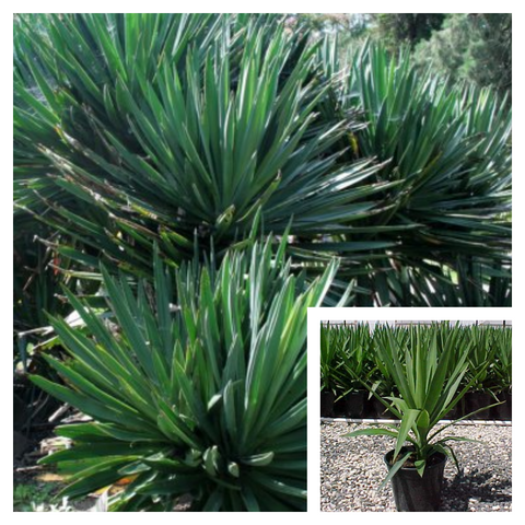 Yucca Elephantipes 5 Gallon Plant Spineless Yucca Plant Giant yucca Live Plant Outdoor  Ht7