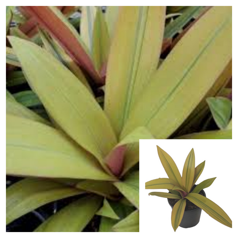 Rhoeo Amber Wave 4Inches Pot Moses in the Cradle Plant Boat Lily Plant Tradescantia Spathacea Live Plant Ht7
