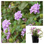 Lantana Montevidensis Lavender 4inches Plant Trailing Lantana Plant Polecat Geranium Live Plant Ht7