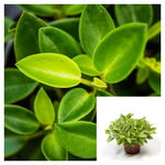 Peperomia Orba 12-16Inches 1Gallon Peperomia Pixie Lime Plantpot Plant Rubber Plant Pixie Lime Indoor Live Plant Ht7 Best