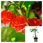 Pepper Scorpion 1 Gallon Trinidad Plant Capsicum Chinense Veggies Live Plant Pr7Ht7