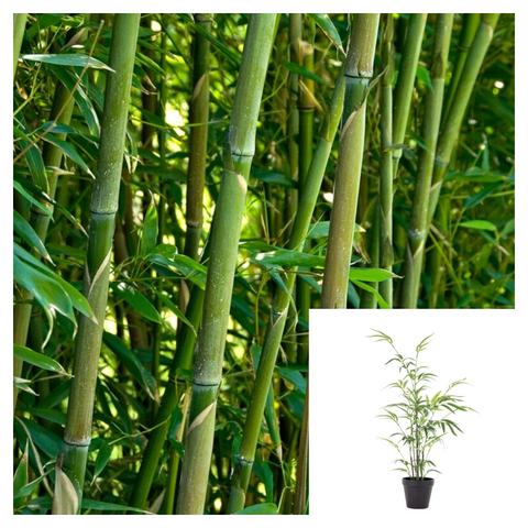 Green Glaucous Bamboo Plant 1 Gallon Ht7 Bamboo Asian Bamboo Chinese Phyllostachys Viridiglaucescens Tree Live Plant Best