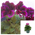 Geranium Martha Dark Purple 1 Gallon Ht7 Washington Plant Regal Geraniums Live Plant Ht7