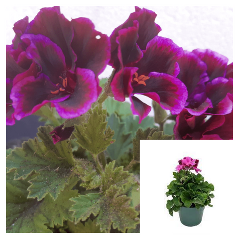 Geranium Martha Dark Purple 1 Gallon Ht7 Washington Plant Regal Geraniums Live Plant Ht7