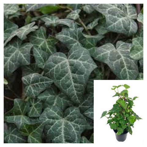 Hedera Helix Modern Times Staked Plant Branching Ivy 5Gallon A Live Plant Ho7 Groundcovering Wall Covering Ivy Ht7