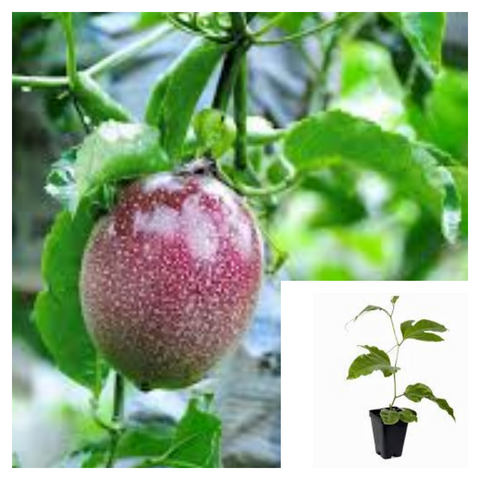 Passion Fruit 4inches Plant Passiflora Edulis Flower Plant Purple Granadilla Vine Live Plant Ht7