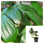 Rhaphidophora Dragon Tail 16-26inches 1 Gallon Plant Dragon Tail Plant Perennial Live Plant Premium Ht7 Best