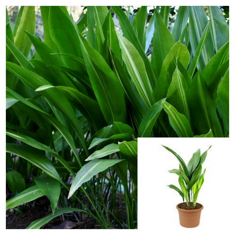 Aspidistra Elatior 1 Gallon Green Barroom Castiron Cast iron Live Plant Indoor Outdoor Ht7