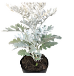 Senecio Dusty Miller 1Gallon Dusty Miller Outdoor Live Plant Silver White Gray Yellow Flower Ground Covering Plant Ht7