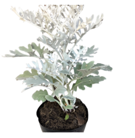 Senecio Dusty Miller 1Gallon Dusty Miller Outdoor Live Plant Silver White Gray Yellow Flower Ground Covering Plant Ht7