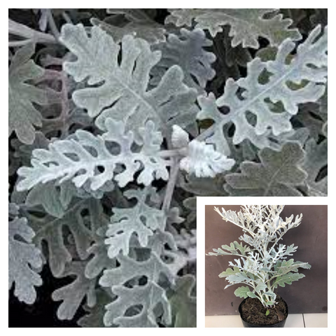 Senecio Dusty Miller 1Gallon Dusty Miller Outdoor Live Plant Silver White Gray Yellow Flower Ground Covering Plant Ht7