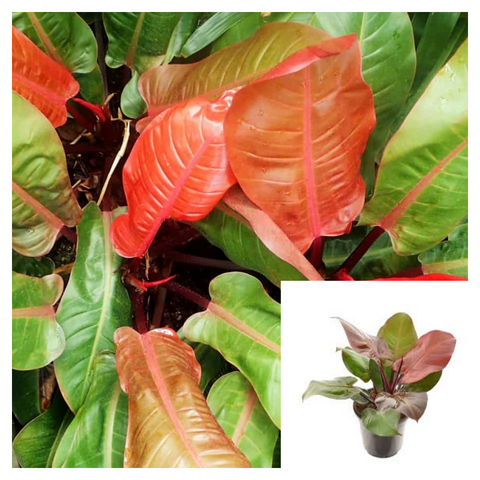 Philodendron Prince Of Orange 1GALLON Plant Orange Prince Plant Philodendron Live Plant Ht7