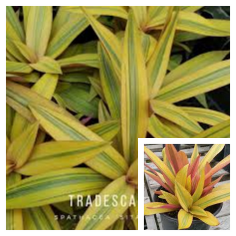 Rhoeo Golden 6inhces Pot Tradescantia Spathacea Golden Plant Boat Lily Live Plant Ht7