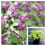 Lamium Maculatum Purple 1 Gallon Ht7 Dead Spotted Nettle Plant Henbit Live Plant Ht7
