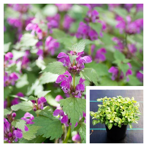 Lamium Maculatum Purple 1 Gallon Ht7 Dead Spotted Nettle Plant Henbit Live Plant Ht7