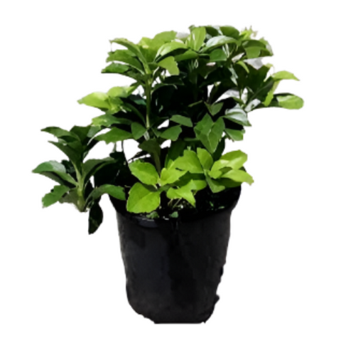 Pachysandra Terminalis 4inches Japanese Pachysandra Plant Full Live Plant Ground Cover Plant Best