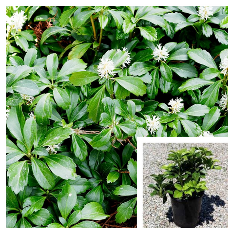 Pachysandra Terminalis 4inches Japanese Pachysandra Plant Full Live Plant Ground Cover Plant Best
