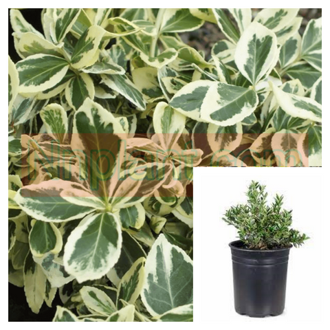 Euonymus Silver Queen 4incehs Plant Winter Creeper Up Straight Bushes Silver Live Plant Ht7