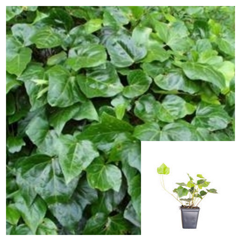 Hedera Canariensis 4inches Canary Island Ivy Plant Madeira Ivy Live Plant Ht7