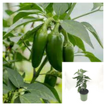 Pepper Jalapeno Chili Pepper 1Gallon Pot Halenpeno Jalanpeno Mexican Pepper Jalenpeno Hot Pepper Capsicum Annuum Ht7 Best