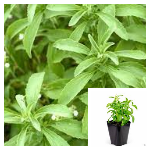 Stevia 4inches Plant sweetleaf Plant Herbdbal Rebaudiana Sweetener Sugar Substitute Extra Live Plant Pv7Ht7