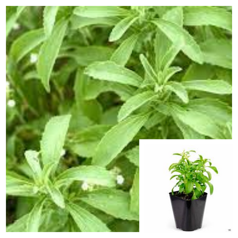 Stevia 4Inches Plant Sweetleaf Herbdbal Rebaudiana Sweetener Sugar Substitute Extra Live Plant Ht7