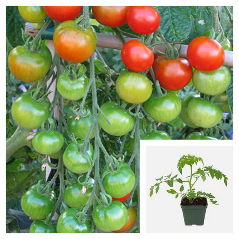 Tomato Sweet Cocktail 4inches Plant Cocktail Tomato Sugar Grape Live Plant Ht7