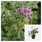 Geranium Scented Lady Plymouth 1 Gallon Ht7 Pelargonium Live Plant Pv7