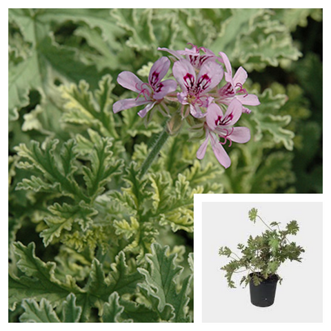 Geranium Scented Lady Plymouth 1 Gallon Pelargonium Lady Plymouth Live Plant Ht7