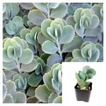 Kalanchoe Fedtschenkoi 4Inches Pot Lavender Scallops Plant Bryophyllum Live Plant Plan Ht7