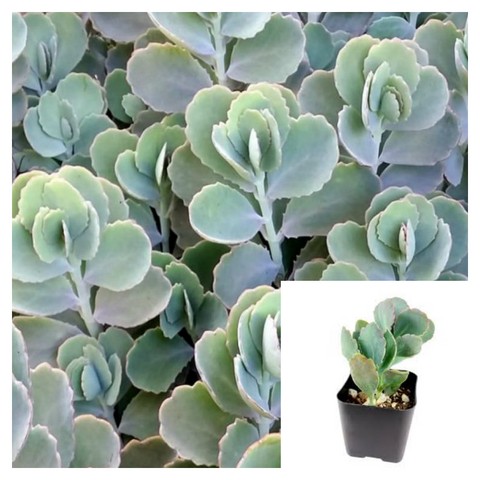 Kalanchoe fedtschenkoi 4inches Pot Lavender Scallops Plant Bryophyllum Fedtschenkoi Live Plan Ht7