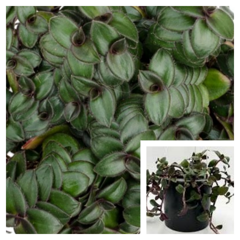 Tradescantia Hijau Baru 6Inches Plant Spiderwort Hijau Baru Plant Wandering Jew Plant Live Ht7