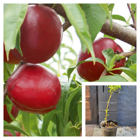 Fruit Fantasia Nectarine Plant 5 GallonPlant Prunus persica Fantasia Plant Peach Plant Outdoor Plant Fruit Tree Live Pla