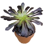 Aeonium Zwartkop Black 1Gallon Succulents Plant Black Rose Black Beauty Tree Aeonium Live Plant Onsale Bestgr7Ht7 Best