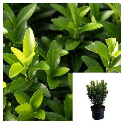 Euonymus Japanses Green Spire 1Gallon Perennial Live Plant Green Spire Japanese Euonymus Fr7Ht7