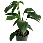 Rhaphidophora Dragon Tail 2 Gallon Plant Dragon Tail Plant Perennial Live Plant Premium Ht7 Best